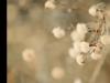 sweet blowball